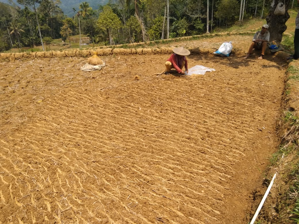 Retakan di Sawah Banten Kidul, Kekeringan Menyerang Pangan Masyarakat Adat