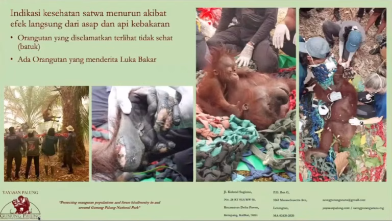 Karhutla di Kalimantan sejatinya bukan hanya memakan korban manusia, tetapi juga memanggang kekayaan keanekaragaman hayati tanpa ampun