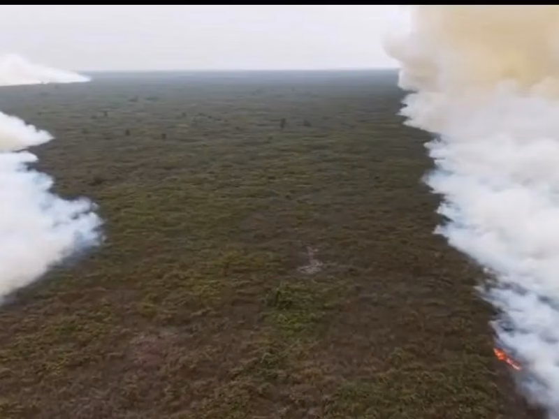 Taman Nasional Tanjung Puting di Kalimantan Tengah, rumah primata ikonik orangutan Kalimantan (Pongo pygmaeus) terbakar