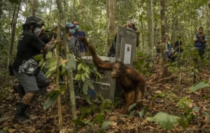 Delapan orangutan Kalimantan (Pongo pygmaeus) yang menjadi korban kejamnya karhutla akhirnya menghirup udara bebas.