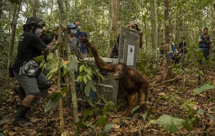 Delapan orangutan Kalimantan (Pongo pygmaeus) yang menjadi korban kejamnya karhutla akhirnya menghirup udara bebas.